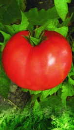 Семена томатов Волгоградский 5/95 / Volgogradskiy 5/95 купить оптом и в розницу в Украине по выгодной цене