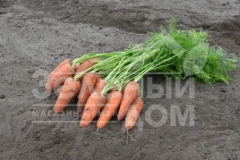 Семена моркови Курасао F1 / Curacao F1,95 дней купить оптом и в розницу в Украине по выгодной цене