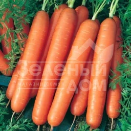 Семена моркови Ванда / Vanda,110-120 дней купить оптом и в розницу в Украине по выгодной цене