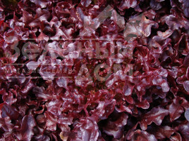 Насіння салату Верала / Verala купити оптом і в роздріб в Україні за вигідною ціною