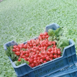 Семена редиса Стеллар F1 / Stellar F1,23-25 дней купить оптом и в розницу в Украине по выгодной цене