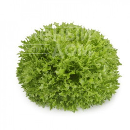 Насіння салату Екстемп / Extemp купити оптом і в роздріб в Україні за вигідною ціною