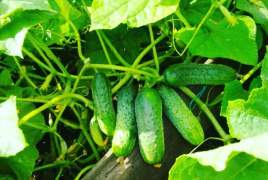 Насіння огірків Грація F1 / Gracie F1,35-40 днів купити оптом і в роздріб в Україні за вигідною ціною