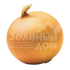 Лук репчатый Честер F1 / Chester F1,105-110 дней купить оптом и в розницу в Украине по выгодной цене