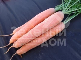 Семена моркови Афалон F1 / Afalon  F1,115-120 дней купить оптом и в розницу в Украине по выгодной цене