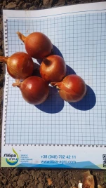 Лук репчатый Эйфория F1 / Euphoria F1, 115-125 дней купить оптом и в розницу в Украине по выгодной цене