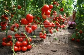 Семена томатов Зофка F1 / Zofka F1,70-80 дней купить оптом и в розницу в Украине по выгодной цене