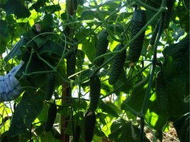 Насіння огірків Крато F1 / Krato F1 купити оптом і в роздріб в Україні за вигідною ціною