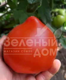 Семена томатов Никса F1 / Niksa F1, 65 -67 дней купить оптом и в розницу в Украине по выгодной цене