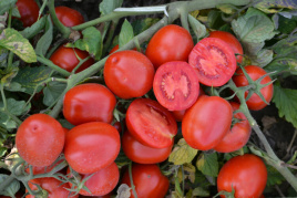 Насіння томатів 1015 F1 / 1015 F1, 100 днів купити оптом і в роздріб в Україні за вигідною ціною