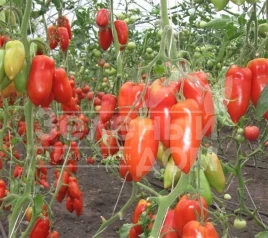 Семена томатов Корнабел F1 / Kornabel F1,60 дней купить оптом и в розницу в Украине по выгодной цене