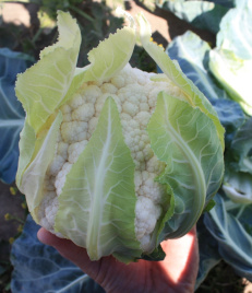 Насіння капусти цвітної ТС 19-1403  F1 / TS 19-1403  F1, 60-65 днів купити оптом і в роздріб в Україні за вигідною ціною