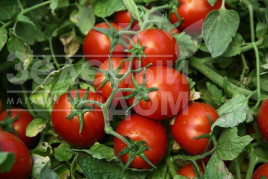 Насіння томатів Чіблі F1 / Chibli F1,70-100 днів купити оптом і в роздріб в Україні за вигідною ціною