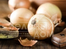 Лук репчатый Халцедон / Chalcedony купить оптом и в розницу в Украине по выгодной цене