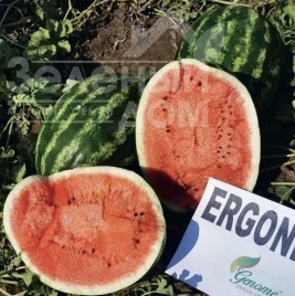 Семена арбуза Эргони F1 / Ergoni F1, 60-65 дней купить оптом и в розницу в Украине по выгодной цене