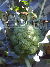 Насіння капусти броколі Самоа F1 / Samoa F1, 55-60 днів купити оптом і в роздріб в Україні за вигідною ціною