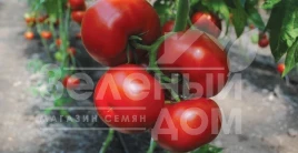 Семена томатов Барибин F1 / Baribin F1 купить оптом и в розницу в Украине по выгодной цене