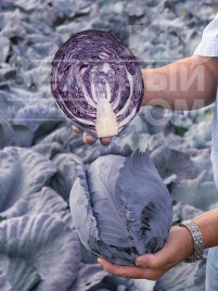 Насіння капусти червоноголової Рексома F1 / Rexoma F1,110-130 днів купити оптом і в роздріб в Україні за вигідною ціною