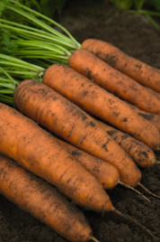 Насіння моркви Белградо F1 / Belgrado F1,110-115 днів купити оптом і в роздріб в Україні за вигідною ціною