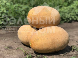 Насіння дині Раймонд F1 / Raymond F1,75 днів  купити оптом і в роздріб в Україні за вигідною ціною