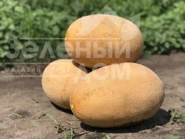 Насіння дині Раймонд F1 / Raymond F1,75 днів  купити оптом і в роздріб в Україні за вигідною ціною