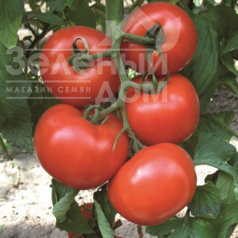 Насіння томатів Діаграмма F1 / Diagramma F1,100-105 днів купити оптом і в роздріб в Україні за вигідною ціною