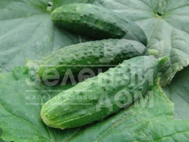 Семена огурцов Орфеус F1 (Патриот F1) / Orfeus F1 (Patriot F1) купить оптом и в розницу в Украине по выгодной цене