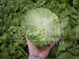 Семена салата Максимо / Maximo купить оптом и в розницу в Украине по выгодной цене