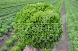 Семена салата Кели / Keli купить оптом и в розницу в Украине по выгодной цене