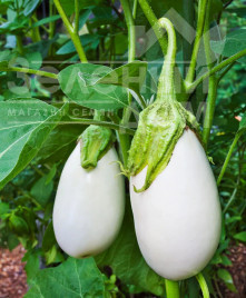 Насіння баклажанів Кароліна F1 / Karolina F1,100-120 днів купити оптом і в роздріб в Україні за вигідною ціною