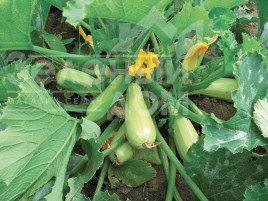 Насіння кабачків Карізма F1 / Karizma F1,40 днів купити оптом і в роздріб в Україні за вигідною ціною