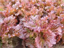 Насіння салату Росела / Rosela купити оптом і в роздріб в Україні за вигідною ціною