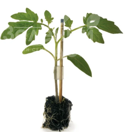 Насіння підщепи Пелопс F1 / Pelops F1 купити оптом і в роздріб в Україні за вигідною ціною