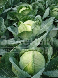 Семена капусты белокочанной Фундакси F1 / Fundaxy F1,130-135 дней купить оптом и в розницу в Украине по выгодной цене