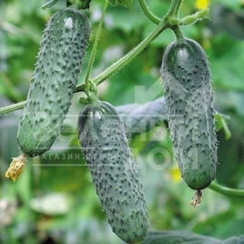 Семена огурцов Мадита F1 / Madita F1,40-45 дней купить оптом и в розницу в Украине по выгодной цене