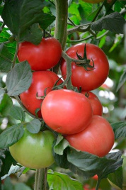 Насіння томатів Канна 218 F1 / Kanna 218 F1,95-100 днів купити оптом і в роздріб в Україні за вигідною ціною