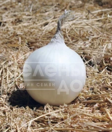 Лук репчатый Айсперл F1 / Iceperl F1,100 дней купить оптом и в розницу в Украине по выгодной цене