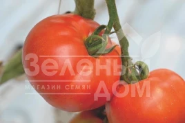 Семена томатов Берберана F1 / Berberana F1,90-100 дней купить оптом и в розницу в Украине по выгодной цене