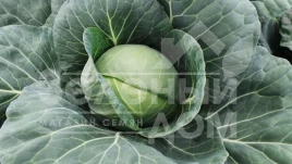 Семена капусты белокочанной Фарао F1 / Farao F1,65 дней купить оптом и в розницу в Украине по выгодной цене