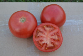 Насіння томатів 1810 F1 / 1810 F1,95 днів купити оптом і в роздріб в Україні за вигідною ціною