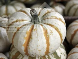 Семена тыквы Кемон F1 / Kemon F1 купить оптом и в розницу в Украине по выгодной цене