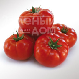Насіння томатів КС 206 F1 / KS 206 F1 купити оптом і в роздріб в Україні за вигідною ціною