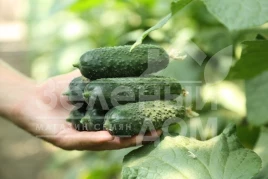 Семена огурцов Хелен F1 / Helen F1, 32-35 дней купить оптом и в розницу в Украине по выгодной цене