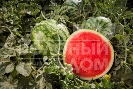 Семена арбуза Кидман F1 / Kidman F1,65-70 дней купить оптом и в розницу в Украине по выгодной цене