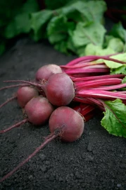 Семена свеклы Азума F1 / Azuma F1, 100-115 дней купить оптом и в розницу в Украине по выгодной цене