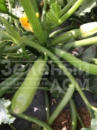 Семена кабачков Ясна F1 / Yasna F1,40-45 дней купить оптом и в розницу в Украине по выгодной цене