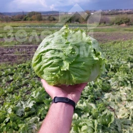 Семена салата Элсол F1 / Elsol F1 купить оптом и в розницу в Украине по выгодной цене