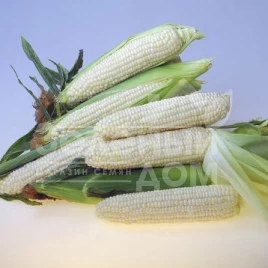 Семена кукурузы Эден F1 / Eden F1,72-74 дней купить оптом и в розницу в Украине по выгодной цене