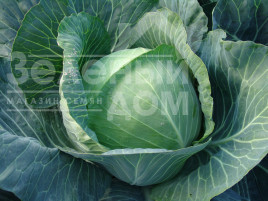 Насіння капусти білокачанної Авак F1 / Avak F1,115-120 днів купити оптом і в роздріб в Україні за вигідною ціною