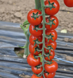 Насіння томатів Порпора F1 / Porpora F1,105-115 днів купити оптом і в роздріб в Україні за вигідною ціною
